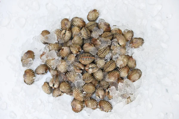 Cockles Tle Lodu Świeże Surowe Skorupiaki Krwi Cockle Ocean Owoce — Zdjęcie stockowe