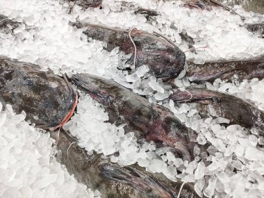 Piyasadaki deniz ürünleri restoranında taze yayın balığı, buzlu çiğ balık.