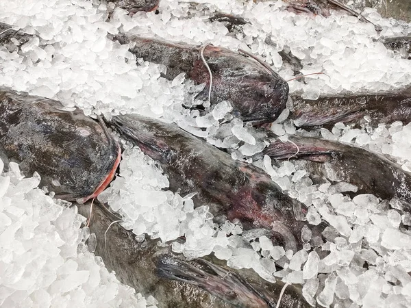 Piyasadaki deniz ürünleri restoranında taze yayın balığı, buzlu çiğ balık.