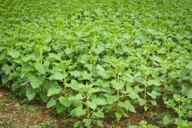 Ayçiçeği ağacını bahçedeki ayçiçeği tarlasına dikmek doğal arka plan, ayçiçeği tomurcuğu