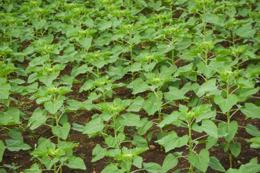 Ayçiçeği ağacını bahçedeki ayçiçeği tarlasına dikmek doğal arka plan, ayçiçeği tomurcuğu