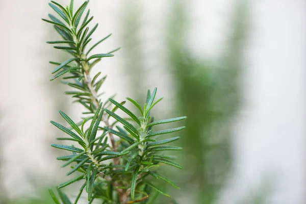 Romarin Frais Sur Fond Gris Blanc Dans Jardin Herbe Romarin — Photo