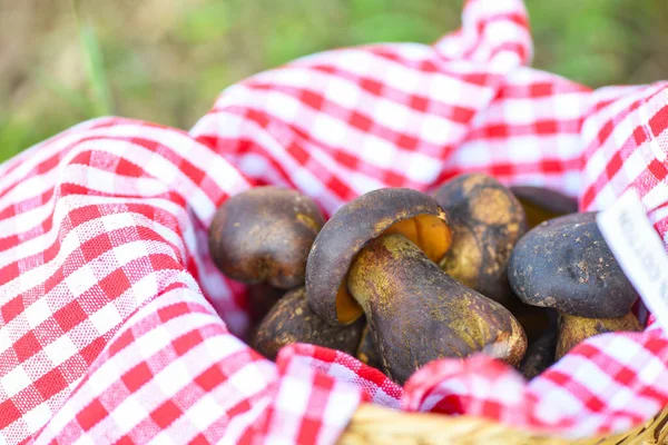 Friss Nyers Vadon Termő Gomba Organikus Ételek Ősszel Cep Fekete — Stock Fotó