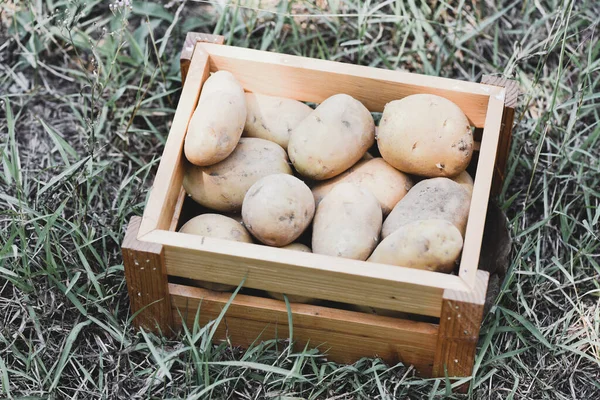 Čerstvá Bramborová Rostlina Sklizeň Zralých Brambor Dřevěné Krabici Zemědělské Produkty — Stock fotografie