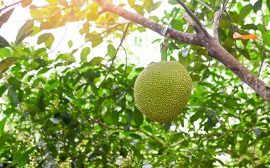 Jackfruit, tropikal meyve ağacında, yaz mevsiminde doğa yaprağı arka planında.
