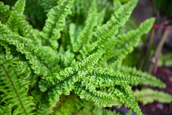 Fern Leaf Nature Plant Tree Fern Garden — стоковое фото