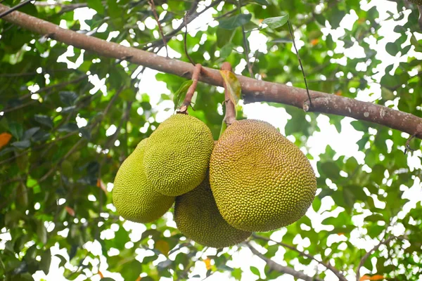 Jackfruit, tropikal meyve ağacında, yaz mevsiminde doğa yaprağı arka planında.