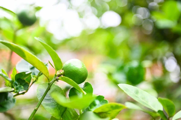 Groene Limoenen Een Boom Verse Limoen Citrusvruchten Hoge Vitamine Tuin — Stockfoto