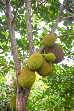 Jackfruit, tropikal meyve ağacında, yaz mevsiminde doğa yaprağı arka planında.