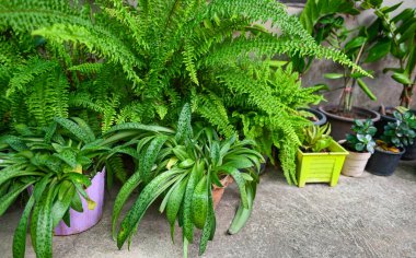 Doğa bitkisi ağacında yaprak süsleme bitkisi, bahçede yetişen yeşil bitkiler ön bahçeyi süsleyen çeşitli bitki yaprakları, eğreltiotu bahçesi.