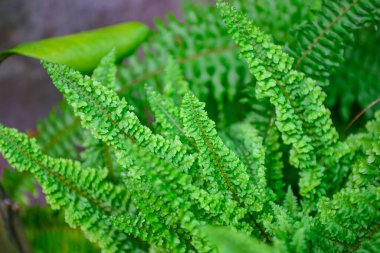 Eğreltiotu yaprağı doğa bitkisi ağacı, eğrelti otu bahçesi