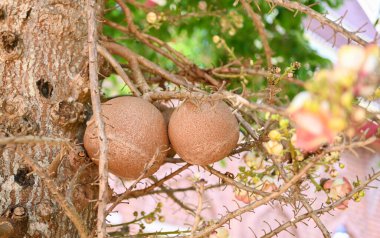 Gülle ağacında çiçekli gülle meyvesi, Shorea robusta Dipterocarpaceae - Sal, Shal, Sakhuwan, Sal Tree, Hindistan 'dan Sal, Religiosa