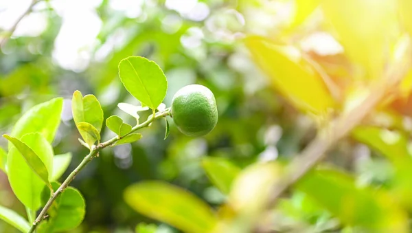 Limas Verdes Árbol Cítricos Lima Fresca Con Alto Contenido Vitamina —  Fotos de Stock
