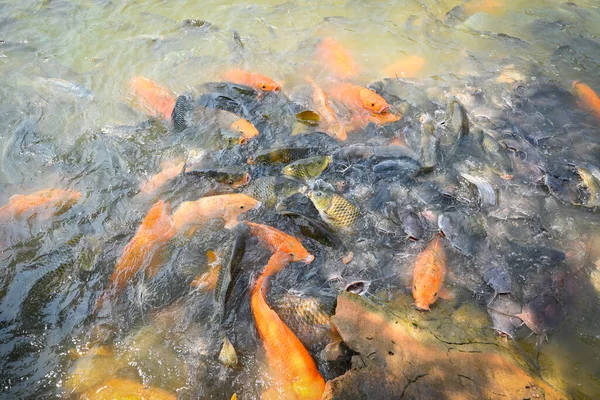 Orange Golden Carp Fish Tilapia Catfish Eating Feeding Food Water — стоковое фото