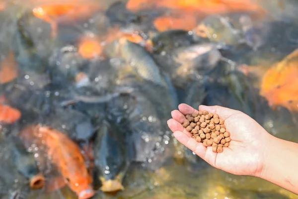 Feed the fish, close up brown pellets feeds for fish in hand, feed fish from feeding food on water surface ponds on water surface ponds, fish farm