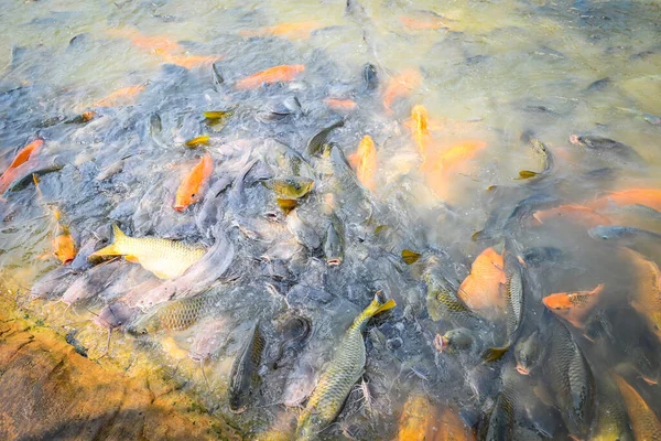 Ikan Mas Tilapia Dan Ikan Lele Makan Dari Makanan Kolam — Stok Foto