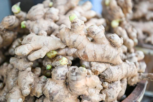 Färsk Ekologisk Ingefära Färsk Marknad Thailand Färsk Ingefära Växt Gård — Stockfoto