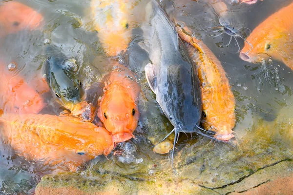 Ikan Mas Tilapia Dan Ikan Lele Makan Dari Makanan Kolam — Stok Foto
