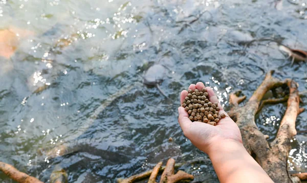 Feed the fish, close up brown pellets feeds for fish in hand, feed fish from feeding food on water surface ponds on water surface ponds, fish farm