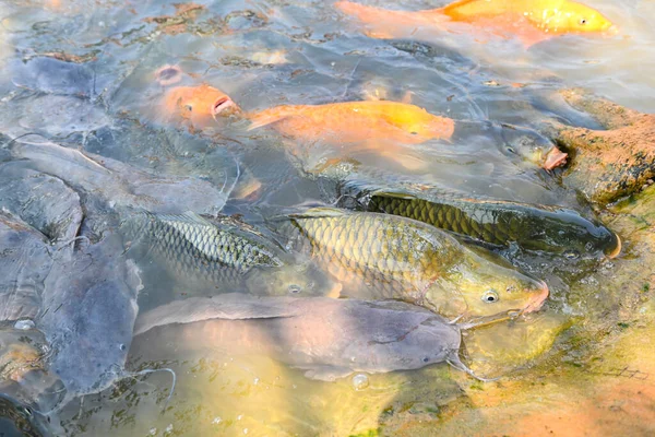 Fish Farm Floating Breathe Top Water Lake River Asian Orange — стоковое фото