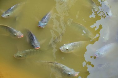 Tatlı suda Tilapia balığı, gölde yüzen tilapia balığı, tilapia çiftliği.