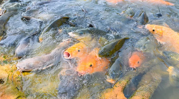 Carp fish tilapia and catfish eating from feeding food on water surface ponds on water surface ponds, fish farm floating for breathe on top water in lake near river Asian