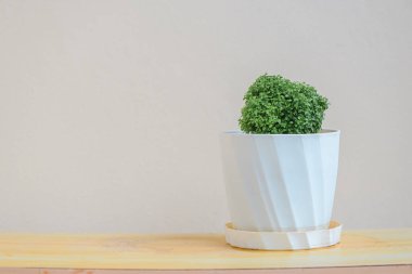 Minimum bitki ağacı Andaman satinwood, ev bahçesinde dekorasyon için beyaz kaplarda küçük ağaçlar.