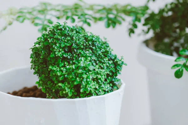 Minimum bitki ağacı Andaman satinwood, ev bahçesinde dekorasyon için beyaz kaplarda küçük ağaçlar.