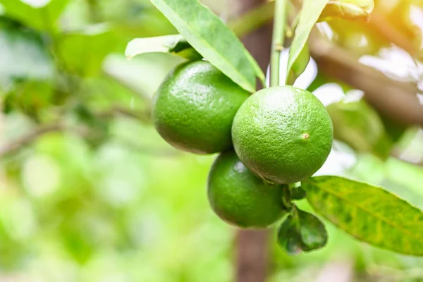 Groene Limoenen Een Boom Verse Limoen Citrusvruchten Hoge Vitamine Tuin — Stockfoto