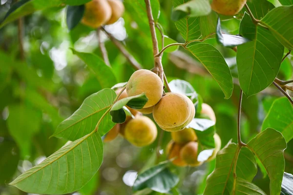 Santol Fruit Summer Thailand Ripe Santol Santol Tree Tropical Fruit — Stock Photo, Image