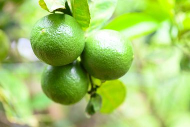 Ağaçta yeşil limon, taze limonlu turunçgiller bahçe çiftliğinde yüksek vitaminli C vitamini yaz mevsiminde yeşil bulanık arka planlı.