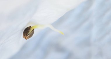 Tohumları ekmek için ıslak doku, kenevir tohumları, kenevir tohumları, marihuana tohumu. THC CBD