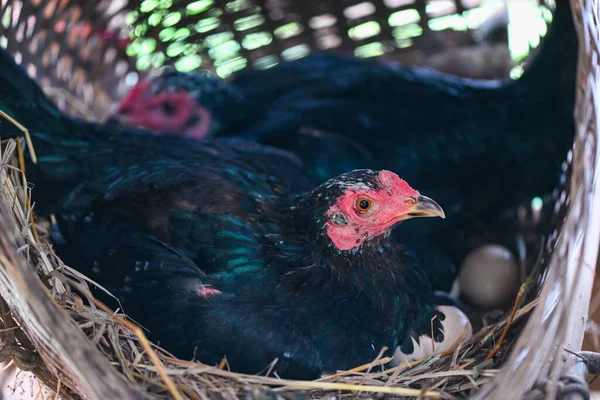 Hen incubating eggs on the nest , black hen is sitting on the egg in chicken farm in the countryside