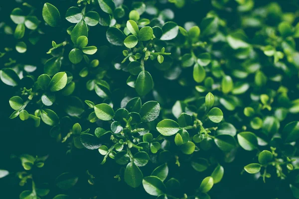 Acercamiento Planta Árbol Hoja Verde Hojas Pequeñas Arbusto Con Gota — Foto de Stock