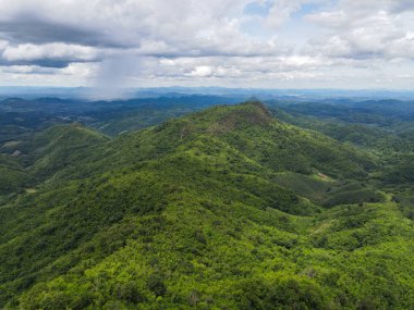 Gökyüzü manzaralı orman ağaçları arka planda doğa yeşil ağaç dağın tepesinde, orman tepesi manzarası güneydoğu Asya tropikal yaban hayatı