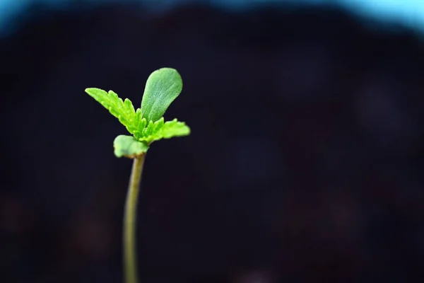 Sementes Maconha Vaso Preto Para Plantio Close Sprout Sementes Maconha — Fotografia de Stock