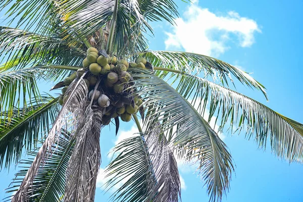 coconut fruit hang on the coconut tree in the summer, coconut palm tree