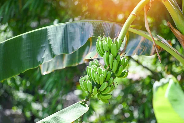Green bananas in the garden on the banana tree agriculture plantation in Thailand summer fruit