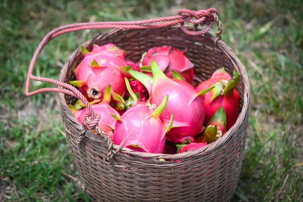 アジア市場での販売のためのドラゴンフルーツ農業農場からのバスケット収穫に熟したドラゴンフルーツ 夏にタイのピターハヤプランテーションドラゴンフルーツ — ストック写真