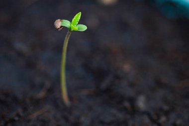 Kenevir tohumu ekmek için siyah çömlek, kenevir tohumu kaplamak için kenevir tohumu, kenevir, esrar tohumu ağacı küçük THC CBD