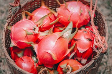 Olgun ejderha meyvesi hasat sepetinde hasat zamanı Asya pazarında satılmak üzere ejderha meyve ağacı tarım çiftliğinden Tayland 'da pitahaya ekili ejderha meyvesi 