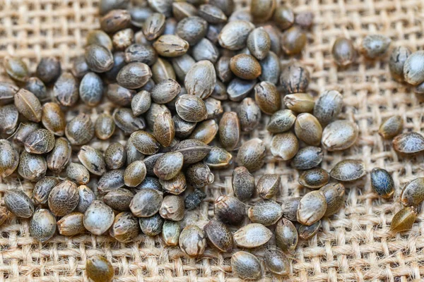 Cannabiszaden Zak Hennepzaden Marihuanazaad Cannabiszaad Zak Met Een Bolle Achtergrond — Stockfoto