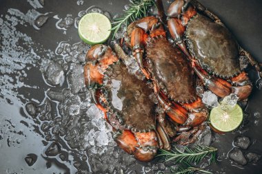 Deniz ürünleri restoranında yemek pişirmek için buzlu taze çamur yengeci, siyah arka planda çiğ yengeç.