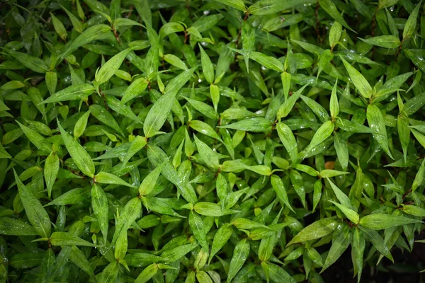 Nature Green Leaf Background Tree Grows Vietnamese Coriander Herb Vegetable — Stock Photo, Image