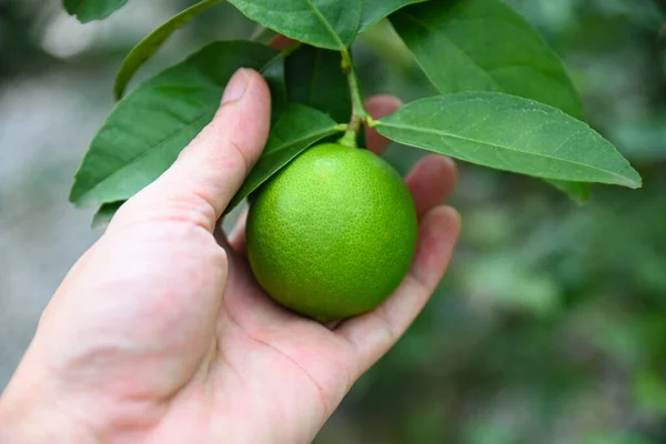 Lime Tree Pick Hand Fresh Lime Citrus Fruit Garden Farm —  Fotos de Stock