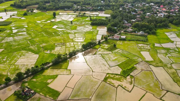 Aerial view green rice fields nature agricultural farm background rural, top view rice field from above with pathway agricultural parcels of different crops in green view mountain at countryside