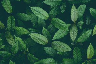 Doğa yeşil yapraklı arka plan, kratom ağacı koyu bitki ağacı kratom yapraklarında yetişiyor - Mitragyna speciosa korth tıbbi bitkiler
