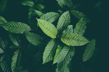 Doğa yeşil yapraklı arka plan, kratom ağacı koyu bitki ağacı kratom yapraklarında yetişiyor - Mitragyna speciosa korth tıbbi bitkiler