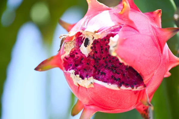 dragon fruit on the dragon fruit tree waiting for the harvest in the agriculture farm at asian, pitahaya plantation dragon fruit in thailand in the summer