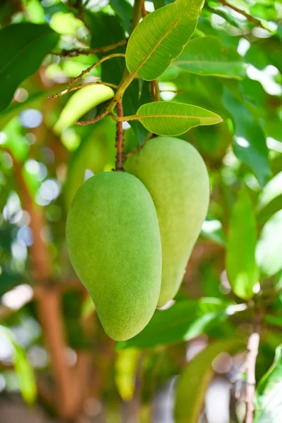 Mango hanging on the mango tree with leaf background in summer fruit garden orchard, young raw green mango fruit